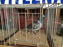 IMG_20181208_104705