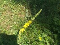IMG_20190703_105133